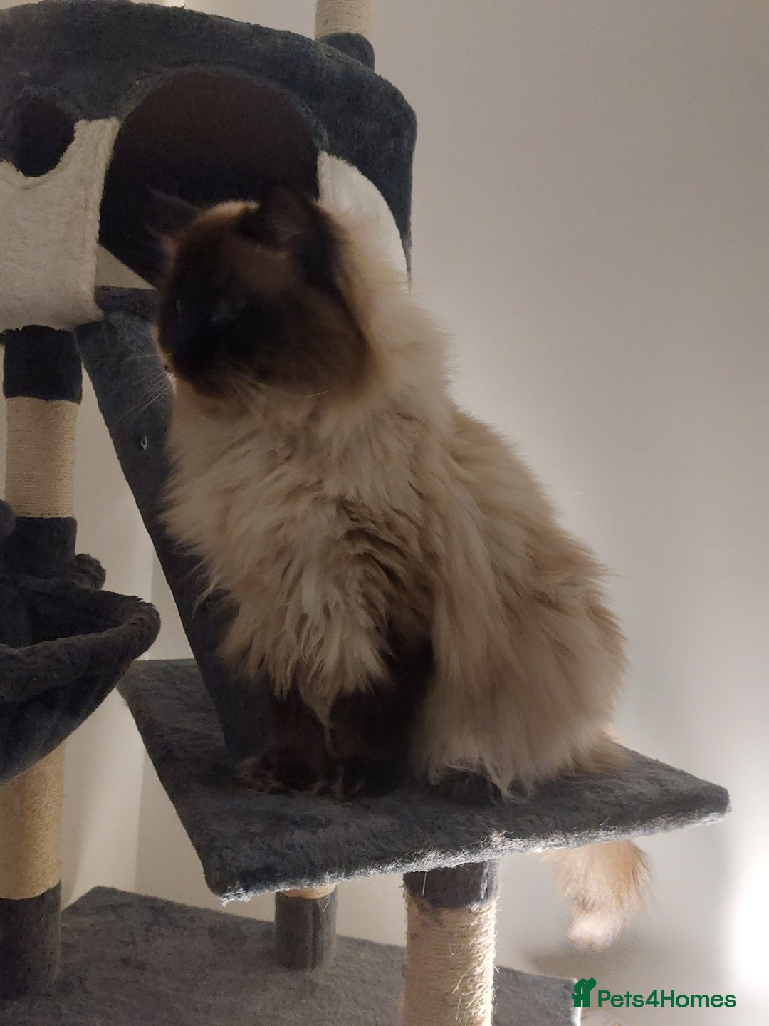 Ragdoll cats for stud: GCCF Active Register Seal Point Awesome Ragdoll in Luton - Image 23