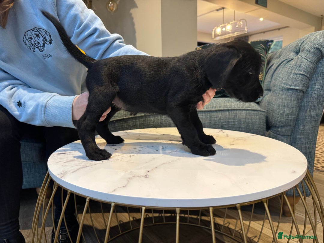 Mixed Breed dogs for sale: Meet the Griffadors - Advert 6