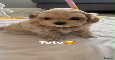 Maltipoo dogs - Advert 7