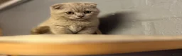 Scottish Fold cats for sale: 🐾Boy Kitten available 🐾 in Hitchin - Advert 14