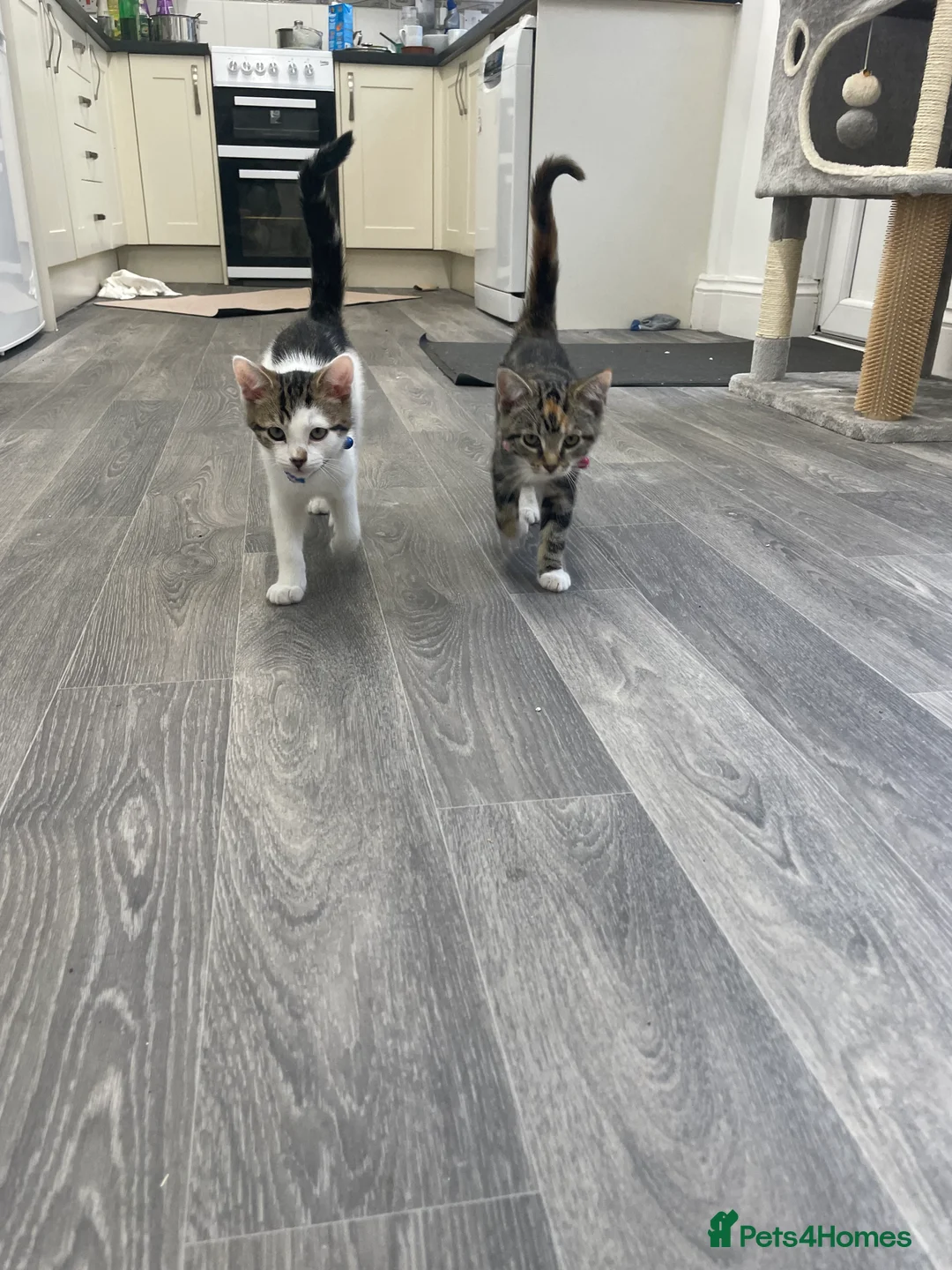 British Shorthair cats for sale: £150 for 2 Kittens + 6ft tree tower + travel bag + - Advert 1