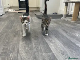 British Shorthair cats £150 for 2 Kittens + 6ft tree tower + travel bag + - Advert 3