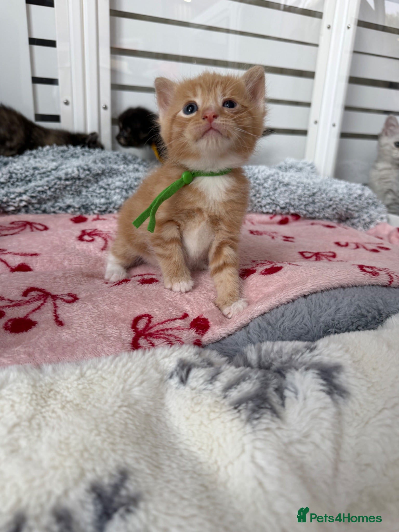 Domestic Shorthair cats Beautiful Kittens  - Advert 2