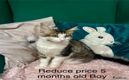 Maine Coon cats for sale: Gorgeous Black & Black Smoke kittens TICA parents - Image 30