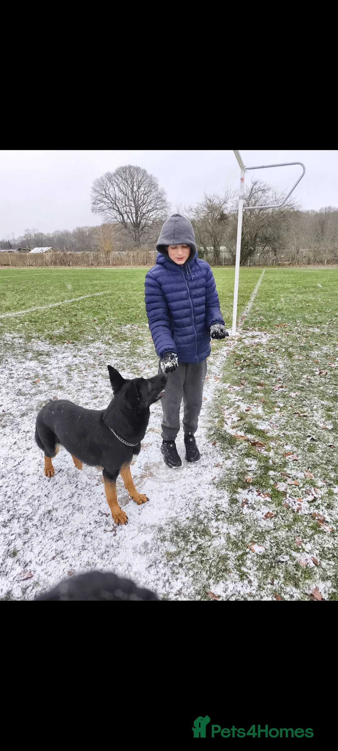 German Shepherd dogs for adoption: 2 Female German Shepherd's Alsatians duo pair - Advert 2