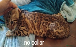 Bengal cats for sale: Bengal cats - Image 8