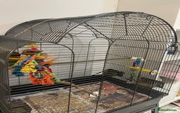 Parakeets birds for sale: Loving kakariki for sale🦜💗 - Advert 6