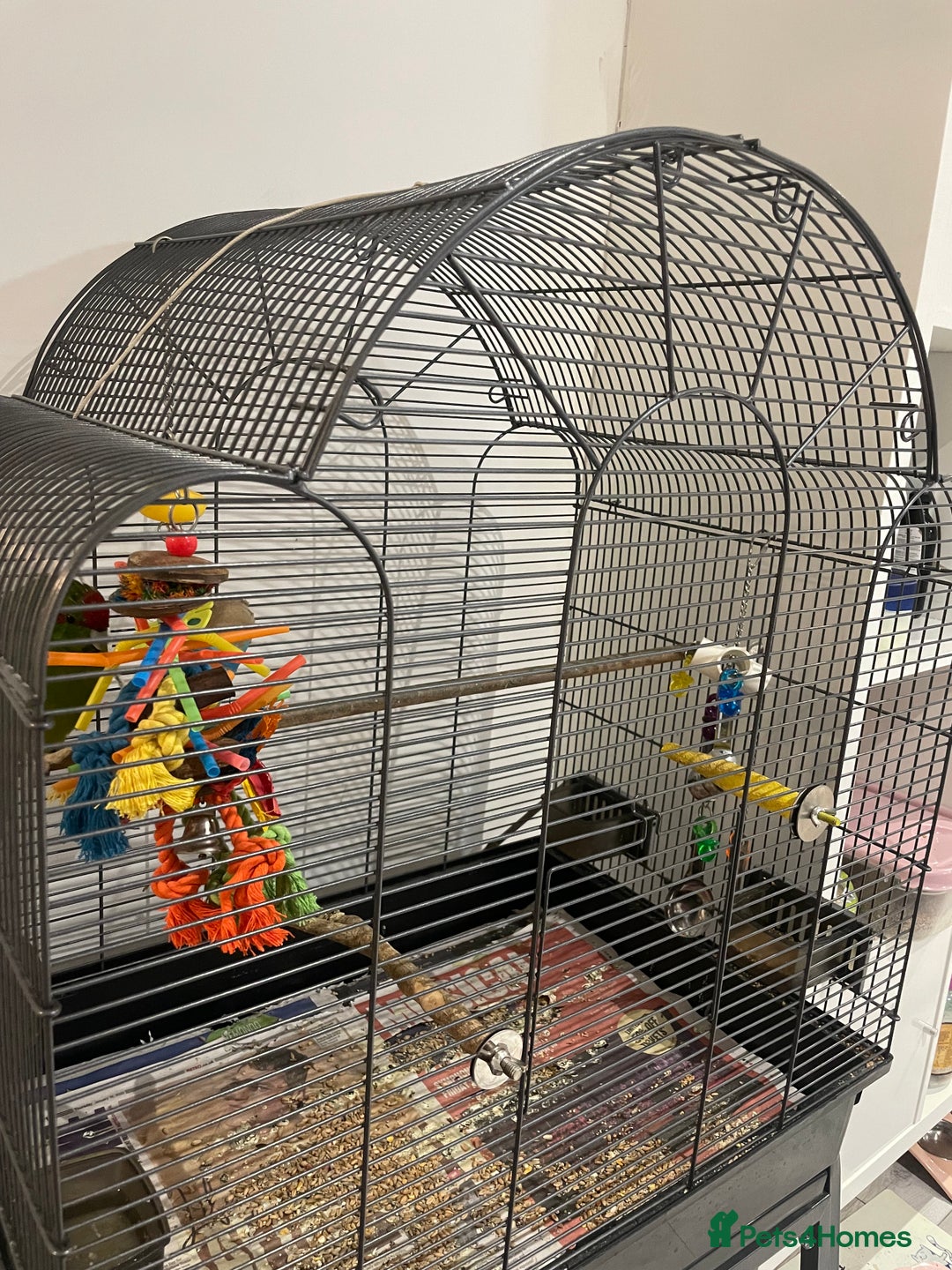 Parakeets birds for sale: Loving kakariki for sale🦜💗 - Advert 6