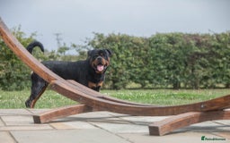 Rottweiler dogs for sale: Rottweiler for sale - Image 2