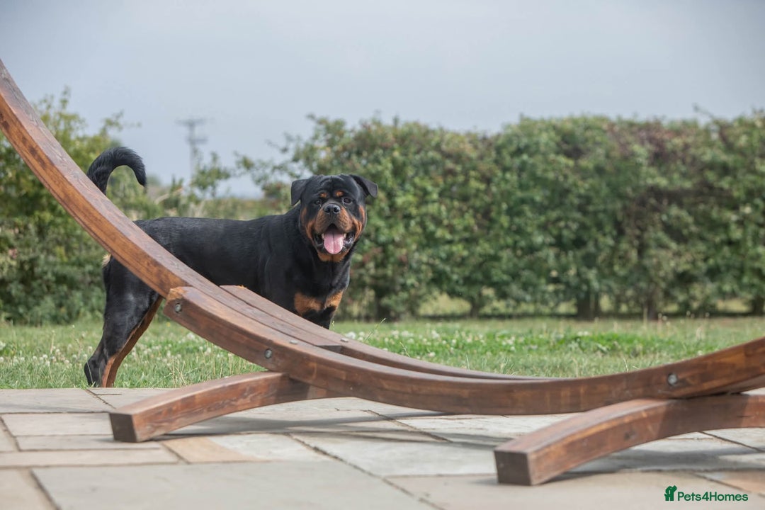 Rottweiler dogs for sale: Rottweiler for sale - Image 2