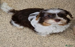 Yorkshire Terrier dogs for sale: 🤎 Mocha 🤎 Small Biro Yorkie Boy 1,9kg ready now - Image 1