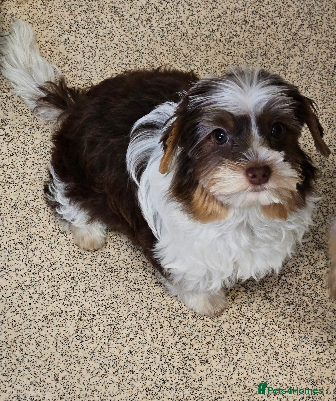 Yorkshire Terrier dogs for sale: 🤎 Mocha 🤎 Small Biro Yorkie Boy 1,9kg ready now - Image 1