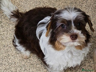 Yorkshire Terrier dogs - Advert 1