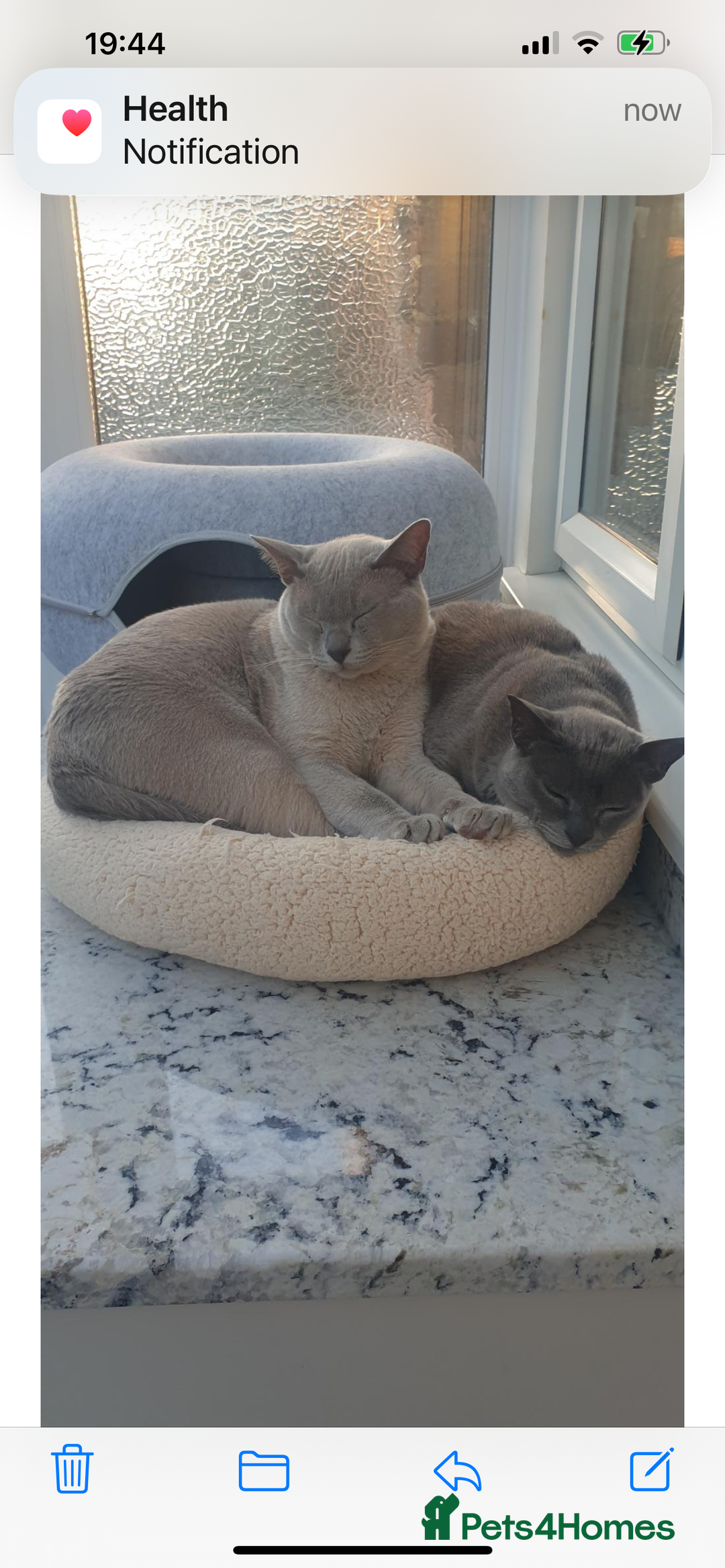 Burmese cats for sale: Burmese Lilac Male - Advert 4