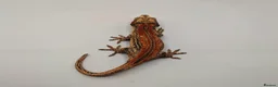 Gecko reptiles for sale: Proven red stripe gargoyle gecko male - Advert 4