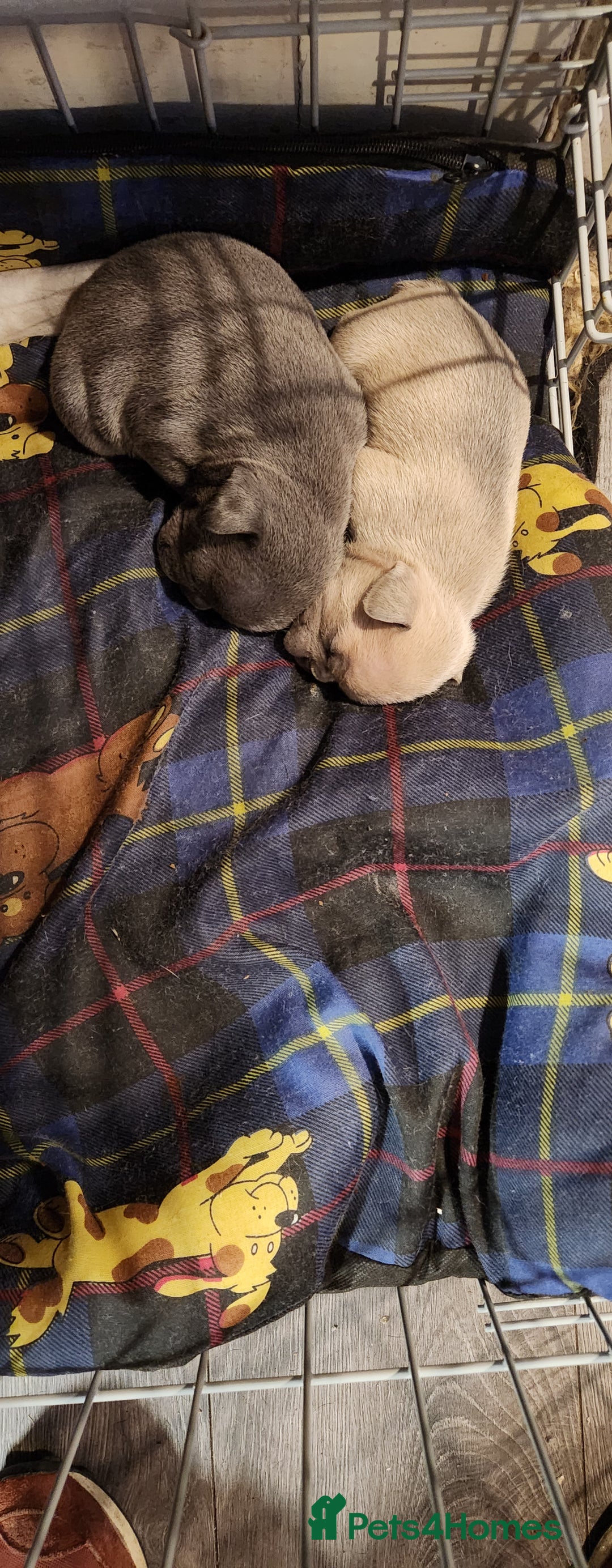 French Bulldog dogs for sale: French bulldog  - Advert 7