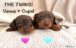 Miniature Dachshund dogs for sale: 8 MINIATURE DACHSHUNDS - Advert 9