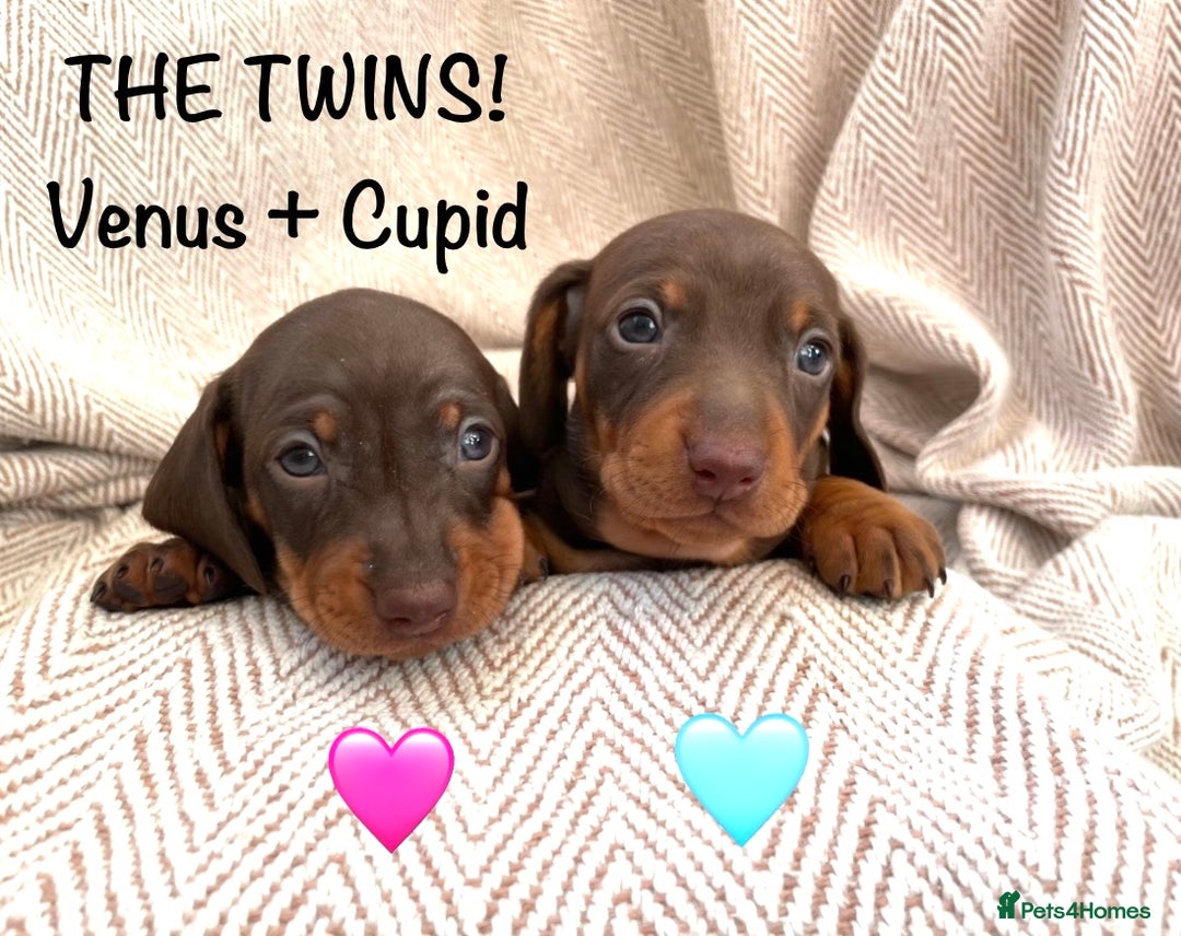 Miniature Dachshund dogs for sale: 8 MINIATURE DACHSHUNDS - Advert 9