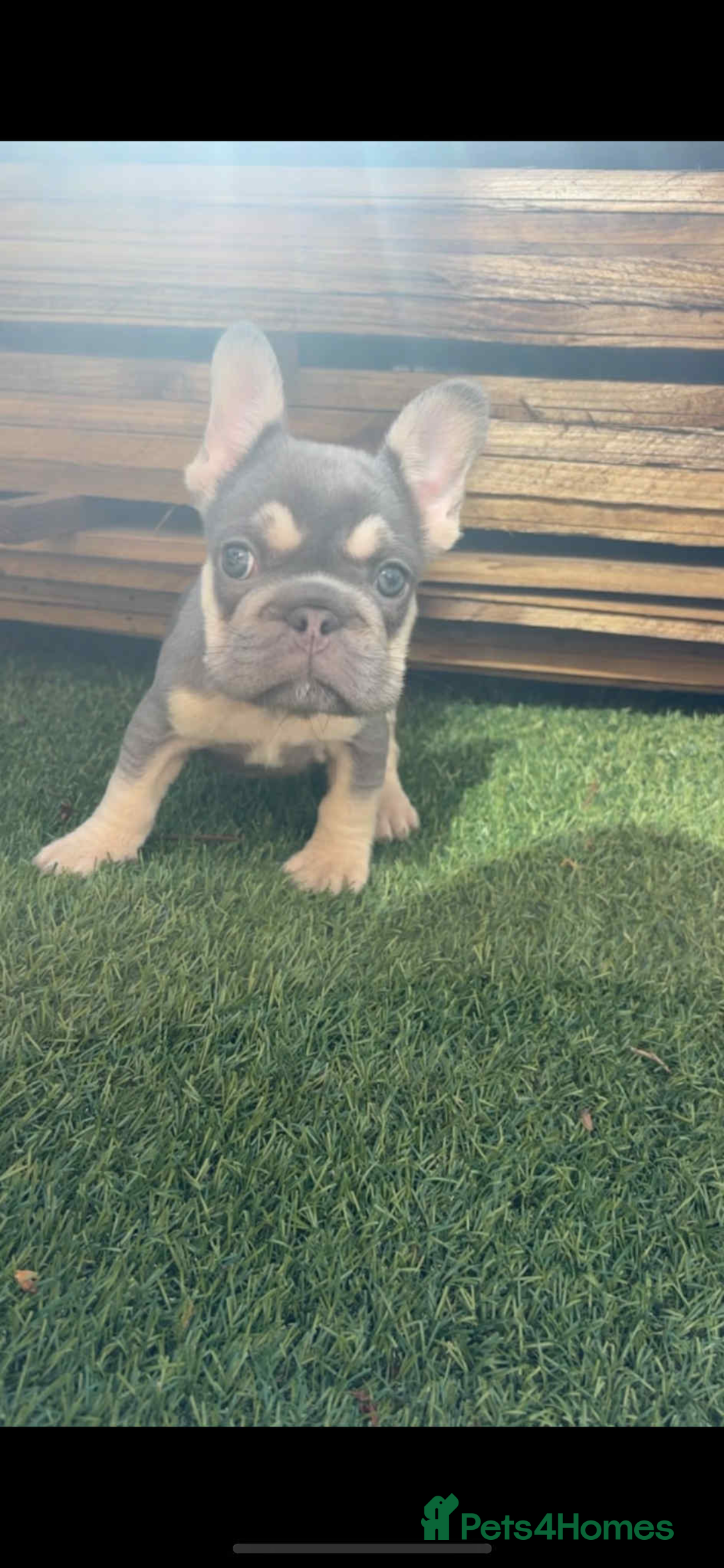 French Bulldog dogs for sale: French bulldog puppies  - Image 6