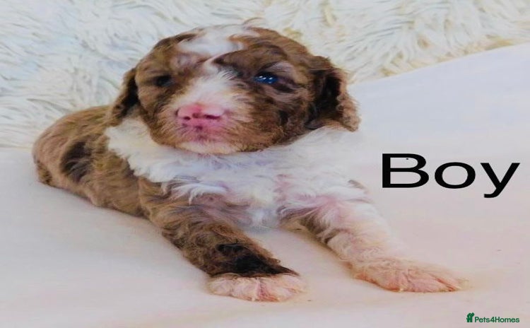 Cockapoo dogs DNA TESTED, Last Merle Boy, READY NOW - Advert 3