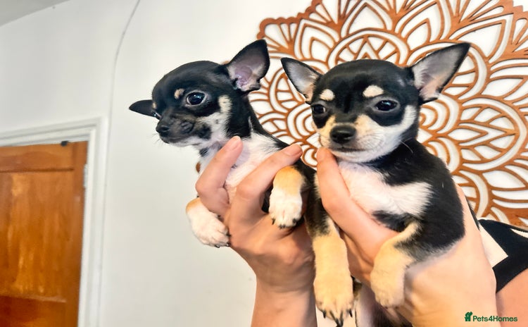 Chihuahua dogs - Advert 2