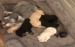 Schnoodle dogs for sale: Beautiful Schnoodle Puppies KC Reg Parents!!  - Image 11