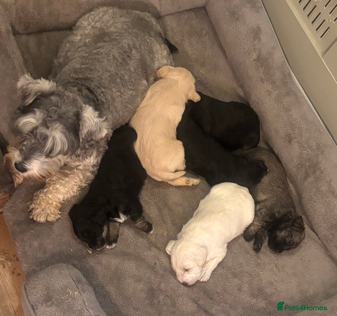 Schnoodle dogs for sale: Beautiful Schnoodle Puppies KC Reg Parents!!  - Image 11