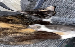 Mixed Breed cats for sale: Silver tabby and white male - Image 1