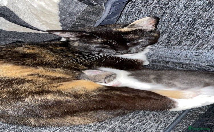 Mixed Breed cats - Advert 11