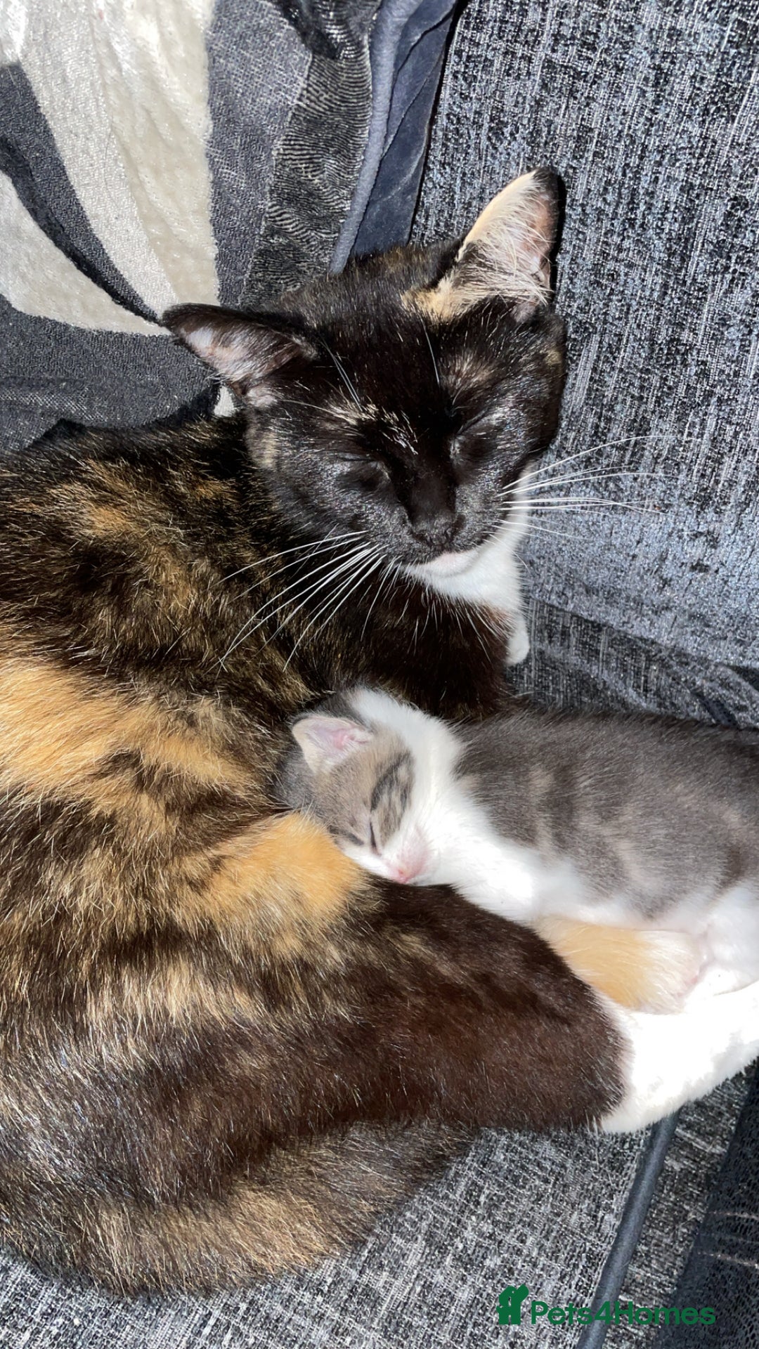 Mixed Breed cats for sale: Silver tabby and white male - Image 1