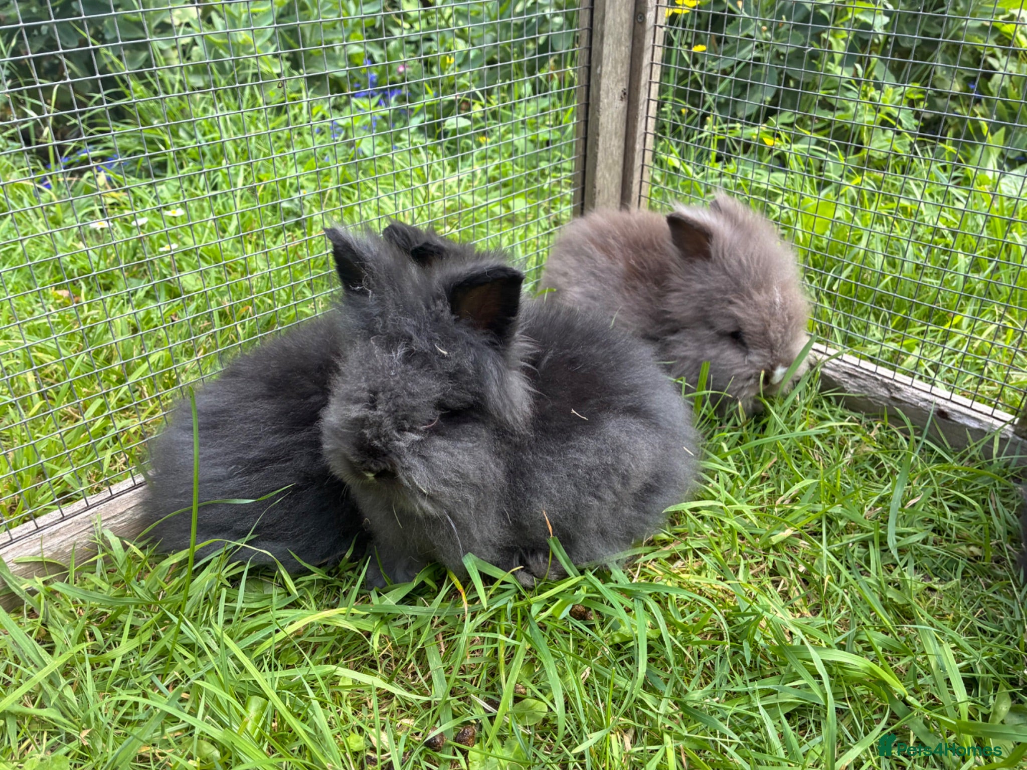 Lionhead rabbits 3 fluffy lionhead babies  - Advert 2
