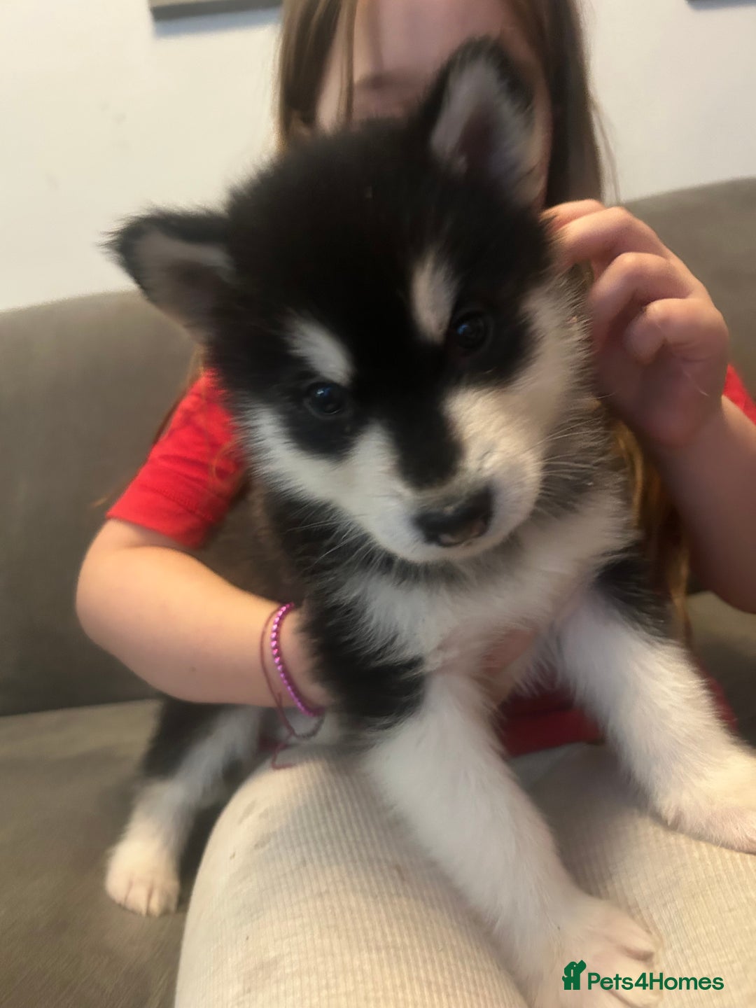 Alaskan Malamute dogs for sale: !ONLY 3 LEFT! - Advert 19