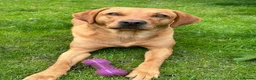 Labrador Retriever dogs for sale: 8 Stunning Fox Red & Black Labrador Puppies in Walsall - Advert 5