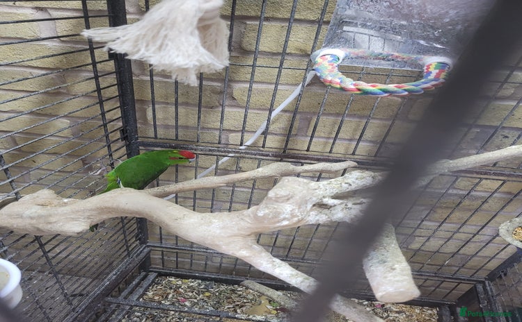 Parakeets birds - Advert 1
