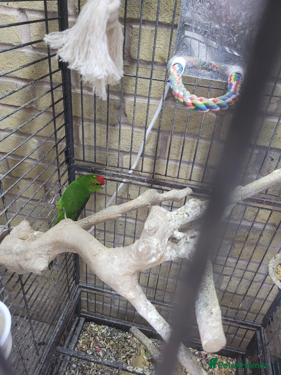 Parakeets birds for sale: Kakariki  - Image 1