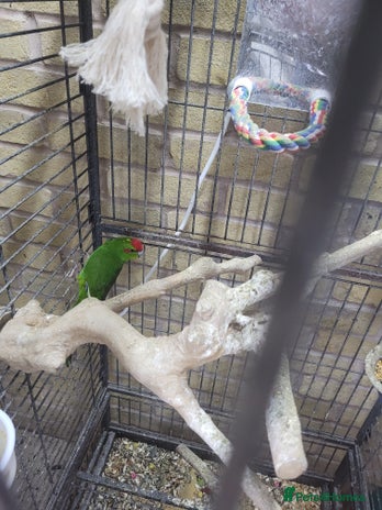 Parakeets birds - Advert 8