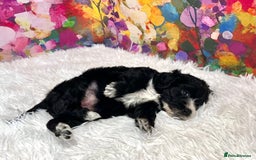 Cockapoo dogs for sale: ⭐️Rare Silver Phantom DNA CLEAR Mini F1 Cockapoos - Image 16
