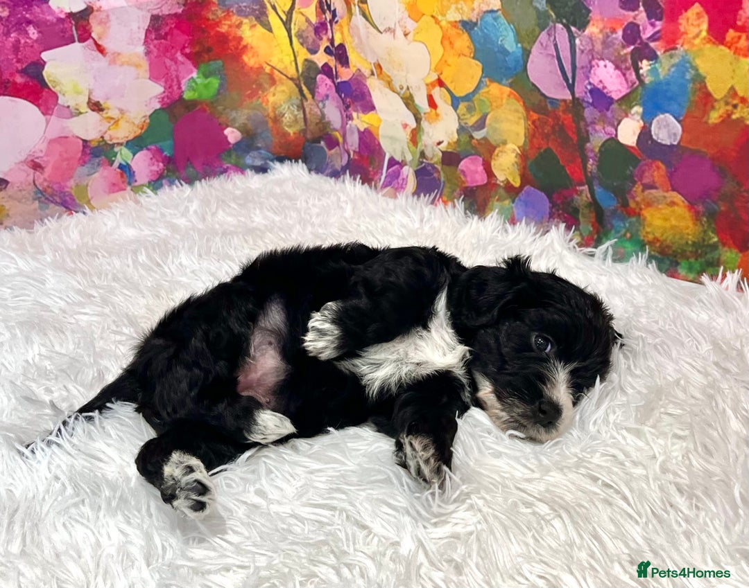 Cockapoo dogs for sale: ⭐️Rare Silver Phantom DNA CLEAR Mini F1 Cockapoos - Image 16