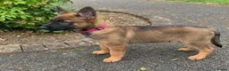 Belgian Shepherd Dog dogs for sale: Elite Malinois x Dutch Shepherd Puppies  - Advert 4