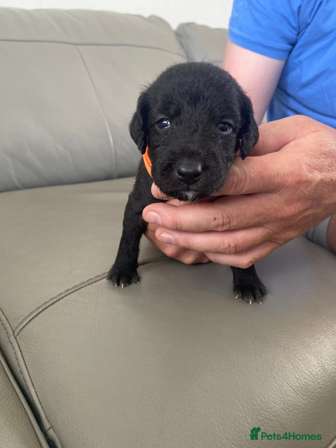 Bedlington Terrier dogs for sale: KC registered Bedlington terrier puppies - Image 15