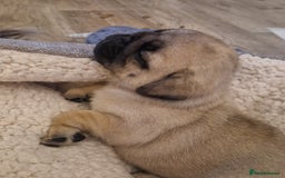 Pug dogs for sale: Puggies for sale - Image 9