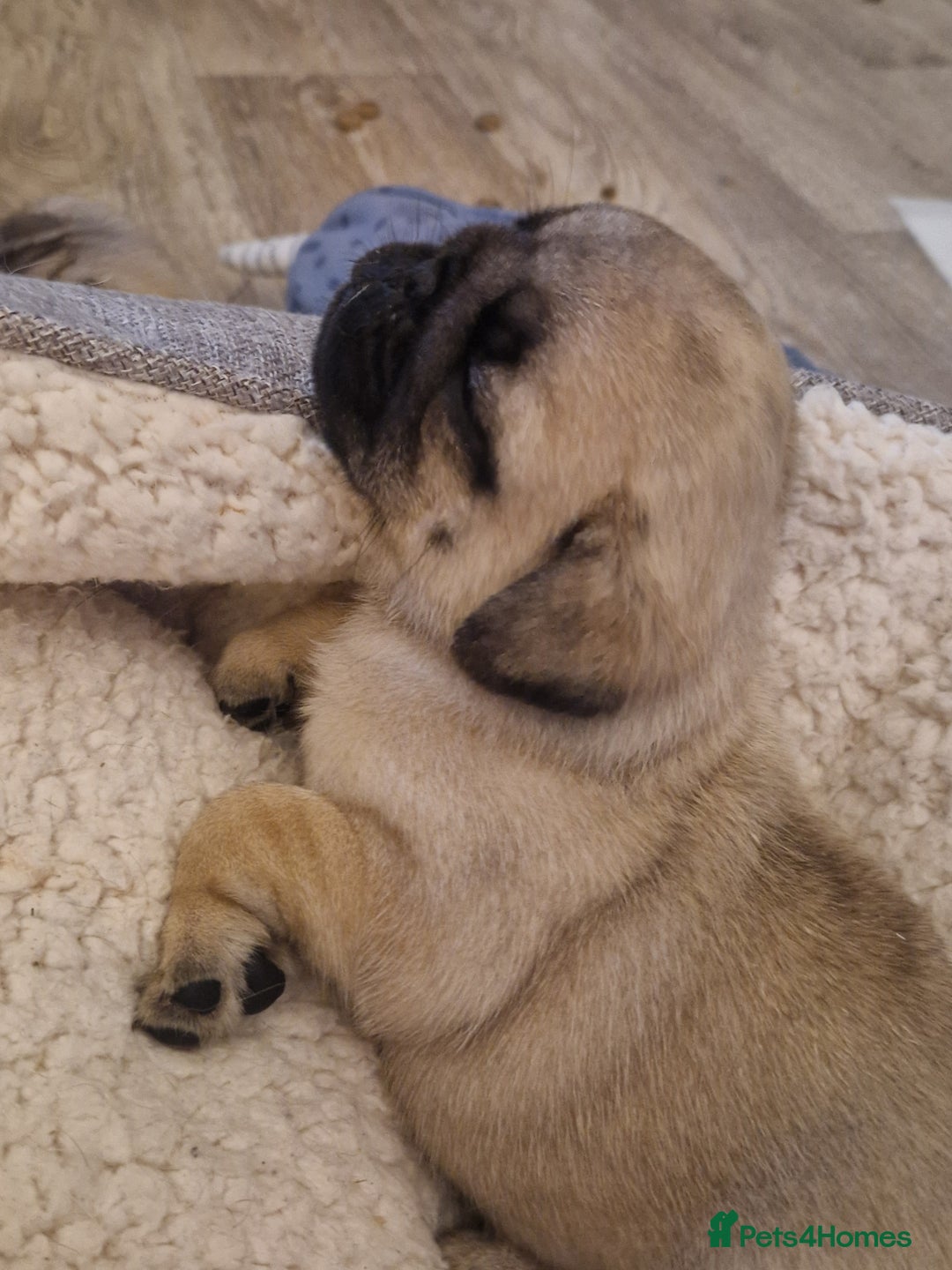 Pug dogs for sale: Puggies for sale - Image 9