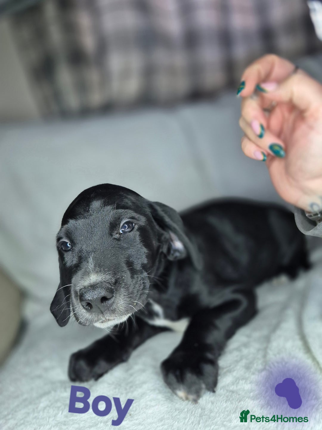 Mixed Breed dogs for sale: 6 mixed breed puppies - Advert 3