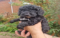Cockapoo dogs for sale: VANASUZE SHOW TYPE F1b COCKAPOOS - Image 4