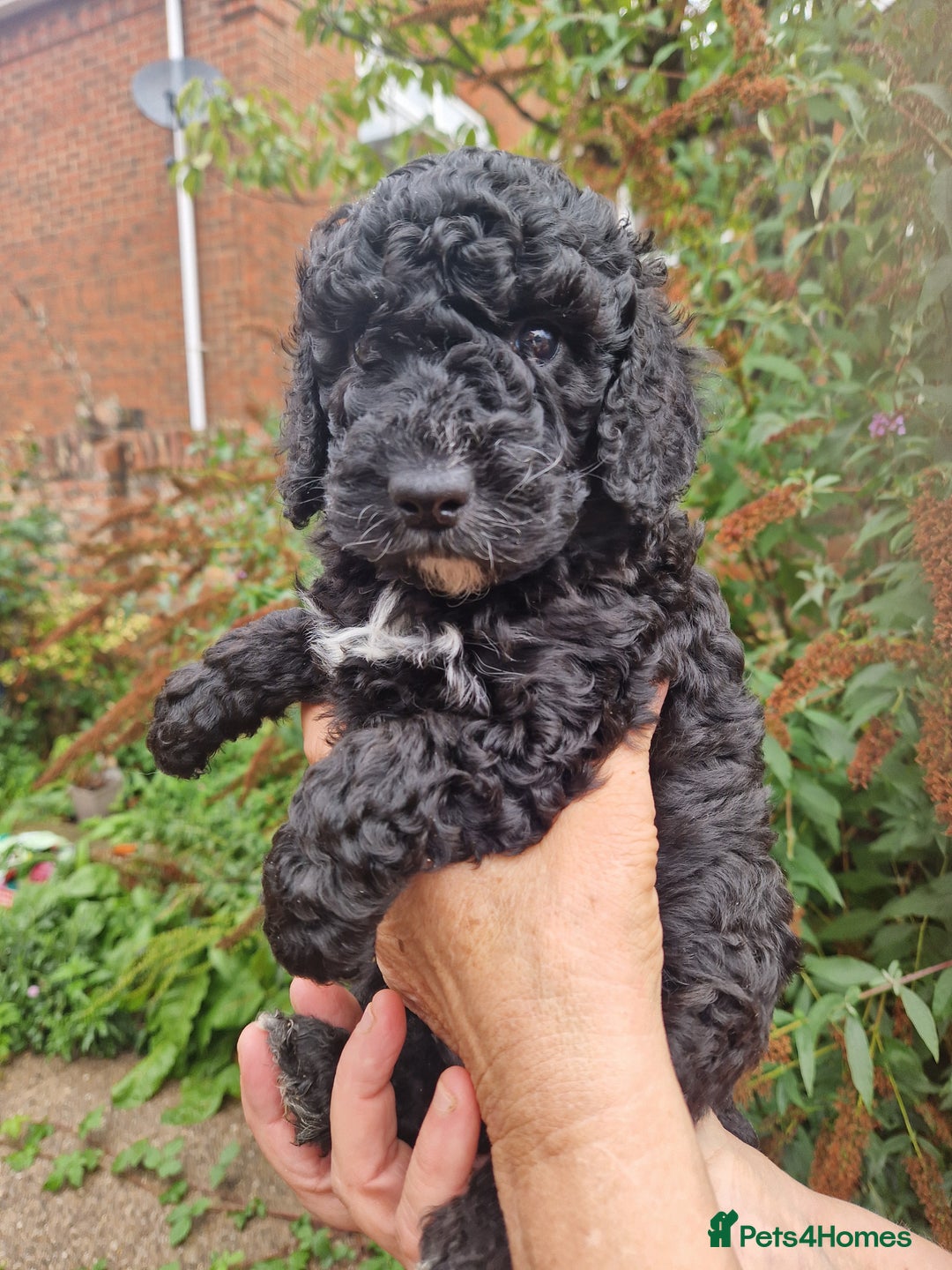 Cockapoo dogs for sale: VANASUZE SHOW TYPE F1b COCKAPOOS - Image 4
