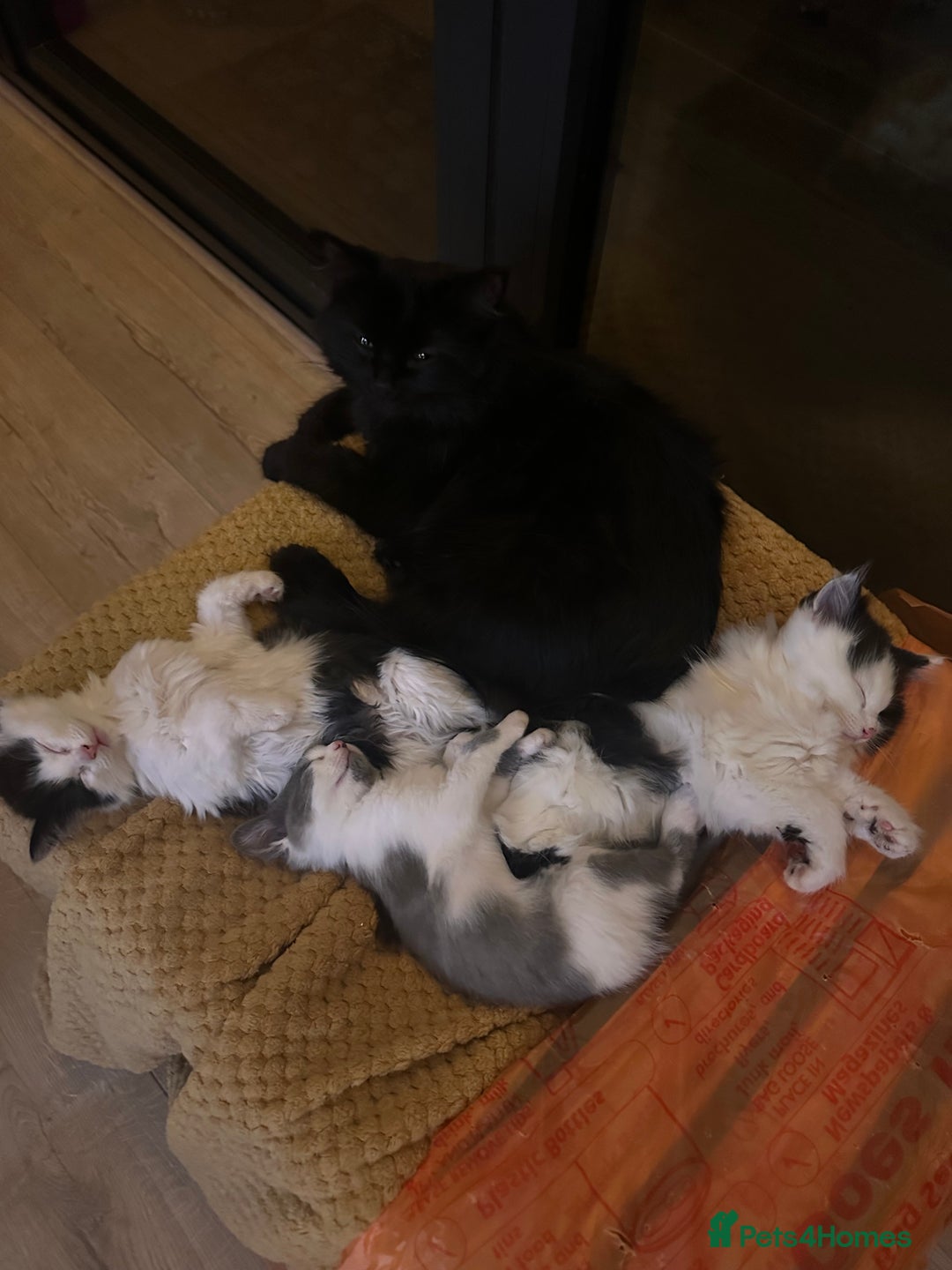 Mixed Breed cats for sale: 2 girls and 1 boy is available for re homing  - Advert 3