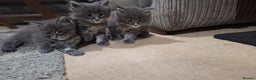 Maine Coon cats for sale: 🐾 Three Majestic Pedigree Maine Coon Kittens! 🏡 - Advert 4