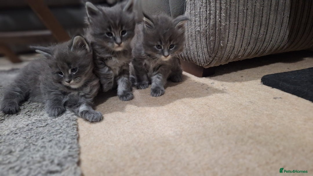 Maine Coon cats for sale: 🐾 Three Majestic Pedigree Maine Coon Kittens! 🏡 - Advert 4
