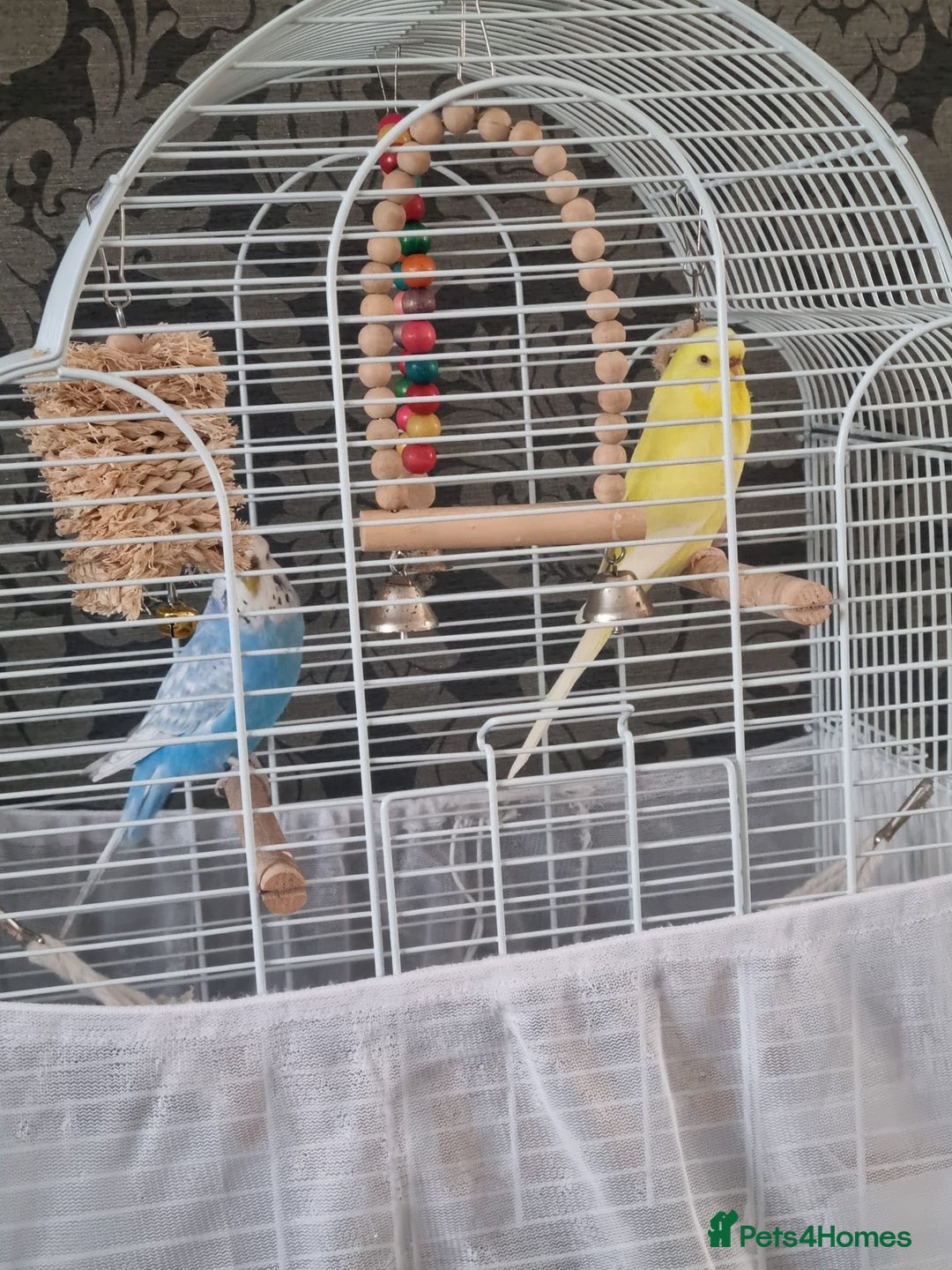 Budgerigars birds for sale: Pair of Budgie's - Image 2
