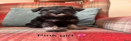 Miniature Schnauzer dogs for sale: KC registered, health tested puppies available  - Advert 9